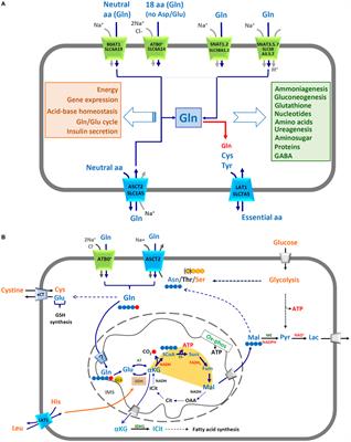 Glutamine Transport and Mitochondrial Metabolism in Cancer Cell Growth